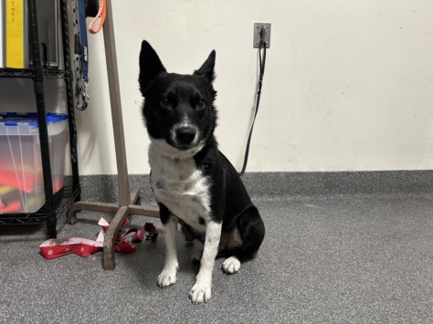 Shelter Stray Male Dog last seen , 3201 Lacy St, Los Angeles, CA 90031, USA