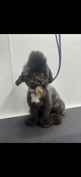 Lost Male Dog last seen SR-52, Gainesville, GA 30501