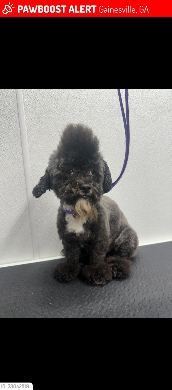 Lost Male Dog last seen SR-52, Gainesville, GA 30501