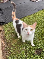 Found/Stray Female Cat last seen Access Road, Chattanooga, TN 37415