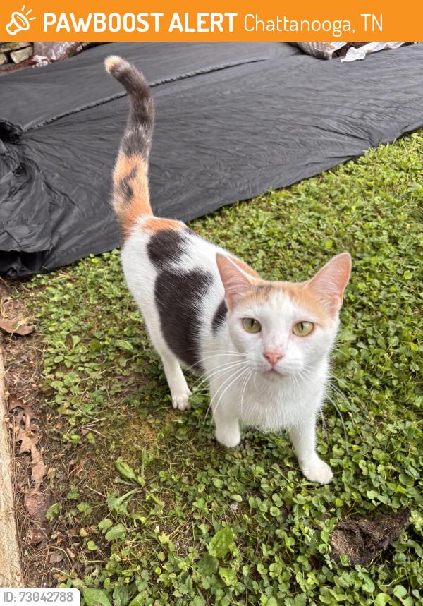 Found/Stray Female Cat last seen Access Road, Chattanooga, TN 37415