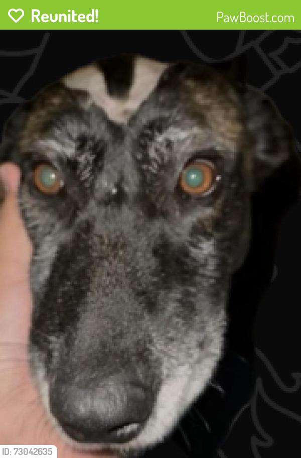 Reunited Female Dog last seen Main street, Chula Vista, CA 91910
