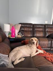 Lost Male Dog last seen Wilden or N main st, Goshen, IN 46528