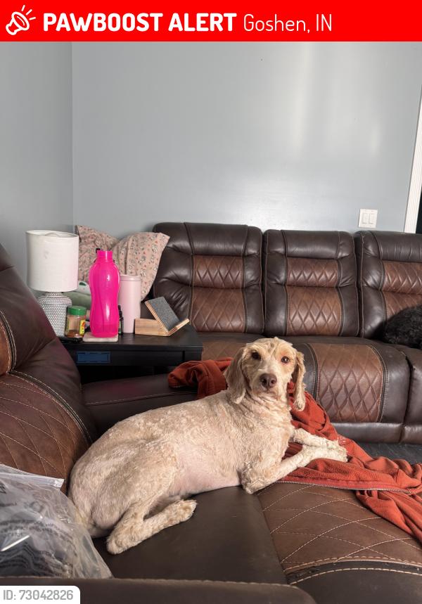 Lost Male Dog last seen Wilden or N main st, Goshen, IN 46528