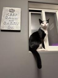 Lost Female Cat last seen E 32nd st, Tucson, AZ 85711