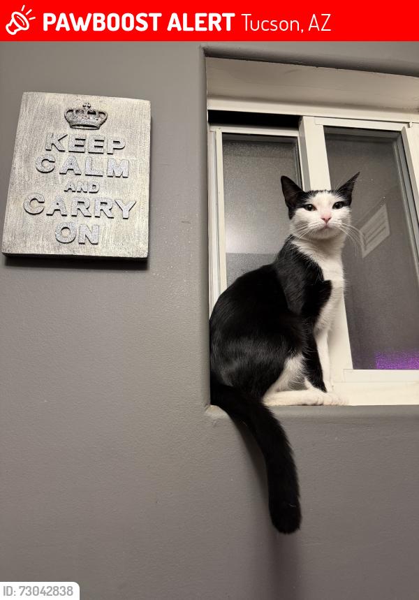 Lost Female Cat last seen E 32nd st, Tucson, AZ 85711
