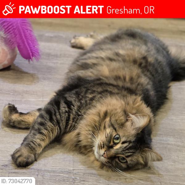 Lost Female Cat last seen SE 27th st. And Cleveland , Gresham, OR 97080