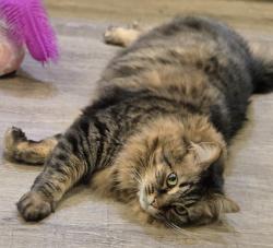 Lost Female Cat last seen SE 27th st. And Cleveland , Gresham, OR 97080