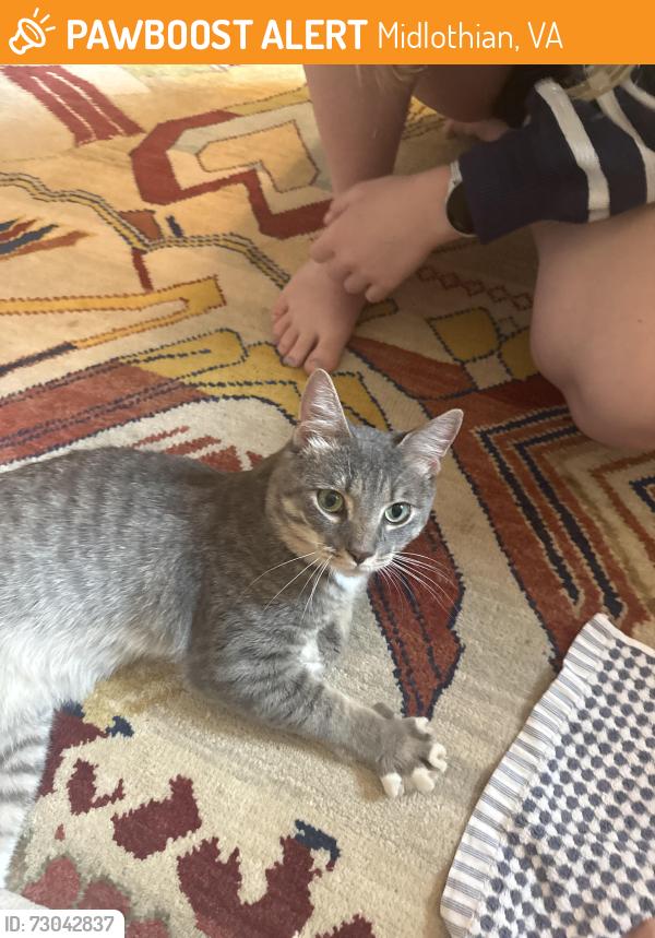Found/Stray Male Cat last seen Stonegate road, Midlothian, VA 23113