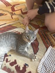 Found/Stray Male Cat last seen Stonegate road, Midlothian, VA 23113
