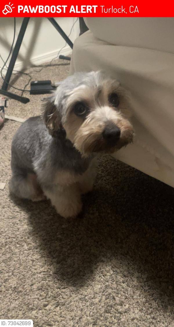 Lost Male Dog last seen Andre Ln and Minnesota Ave, Turlock, CA 95382