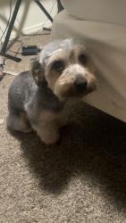 Lost Male Dog last seen Andre Ln and Minnesota Ave, Turlock, CA 95382
