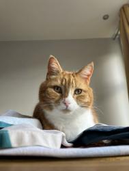 Reunited Male Cat last seen Colliter’s brook, Bristol City, England BS3
