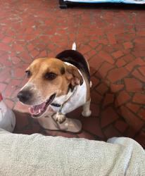 Reunited Male Dog last seen South Point High School, Belmont, NC 28012