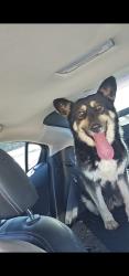 Found/Stray Female Dog last seen Olive and Kibby Rd, Merced, CA 95340