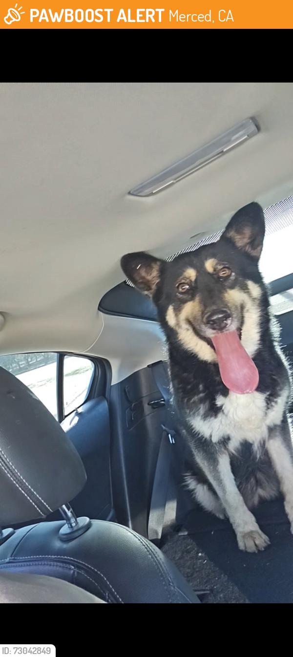 Found/Stray Female Dog last seen Olive and Kibby Rd, Merced, CA 95340