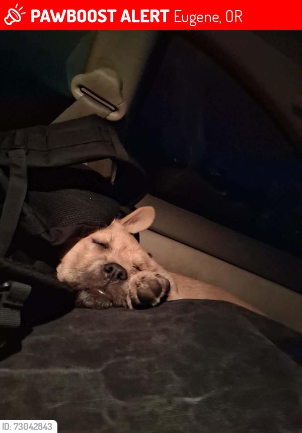 Lost Female Dog last seen Bell ave and Taney road, Eugene, OR 97402