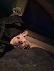 Lost Female Dog last seen Bell ave and Taney road, Eugene, OR 97402
