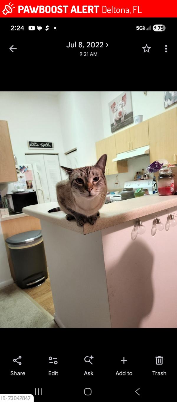 Lost Female Cat last seen Phonetia drive, Deltona, FL 32738