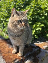 Reunited Male Cat last seen Lafayette Hwy and Monrovia Nursery, Dayton, OR 97114