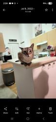 Lost Female Cat last seen Phonetia drive, Deltona, FL 32738