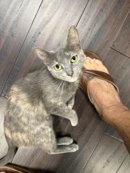 Found/Stray Female Cat last seen Forest Drive, Winston-Salem, NC 27104