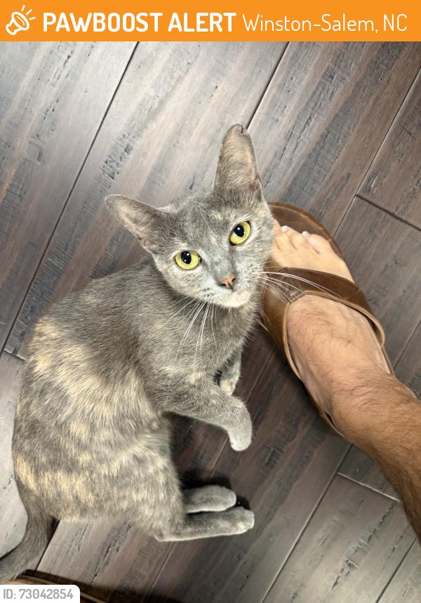 Found/Stray Female Cat last seen Forest Drive, Winston-Salem, NC 27104