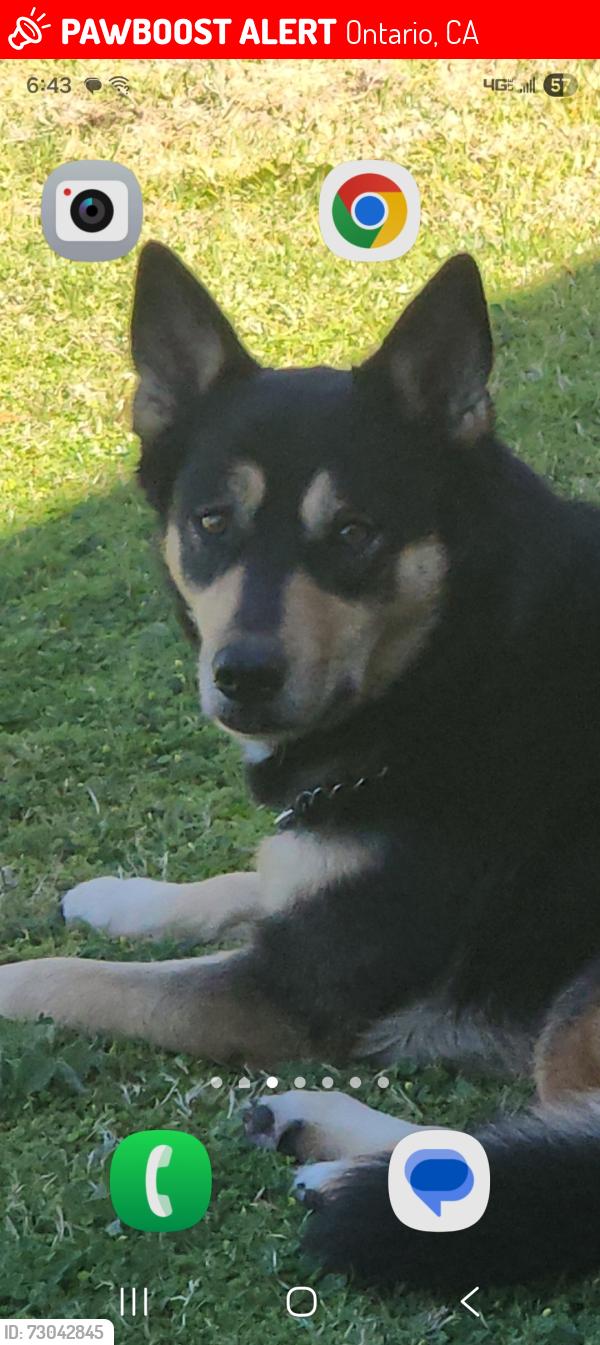 Lost Female Dog last seen 8th between Baker and Vineyard, Ontario, CA 91764