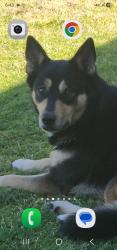 Lost Female Dog last seen 8th between Baker and Vineyard, Ontario, CA 91764