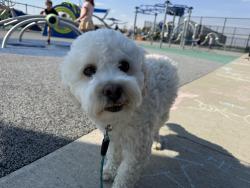 Lost Male Dog last seen Tecumseh and 10th, Indianapolis, IN 46201