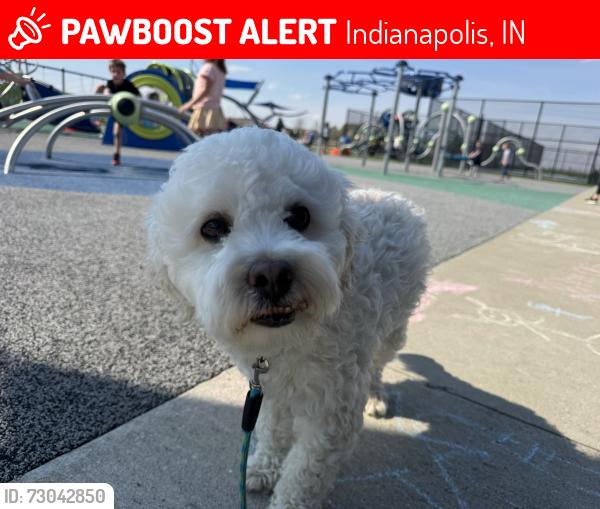 Lost Male Dog last seen Tecumseh and 10th, Indianapolis, IN 46201