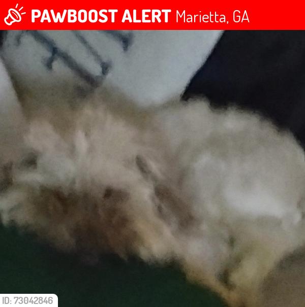 Lost Male Dog last seen Pamela circle, Marietta, GA 30008
