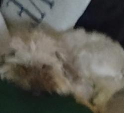 Lost Male Dog last seen Pamela circle, Marietta, GA 30008