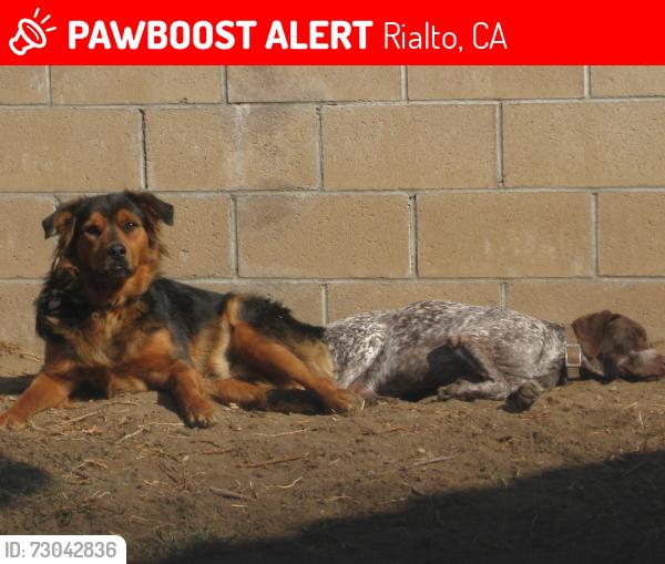 Lost Male Dog last seen Willow & Casmalia, Rialto, CA 92377