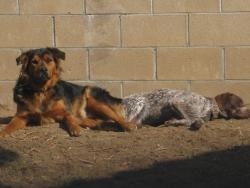Lost Male Dog last seen Willow & Casmalia, Rialto, CA 92377