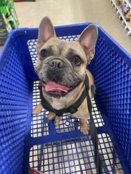 Found/Stray Male Dog last seen Esperanza park , Cathedral City, CA 92235