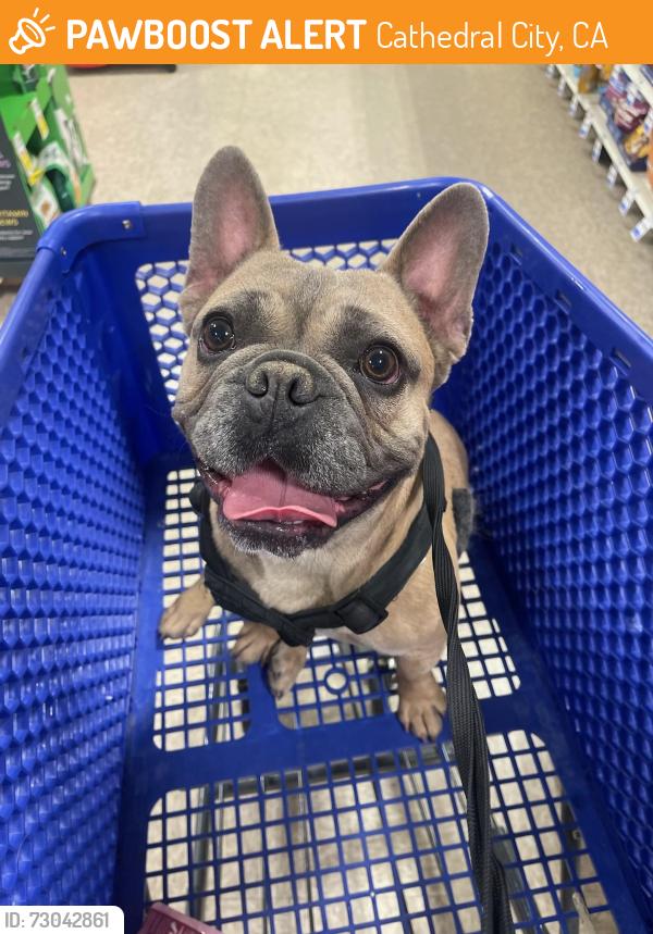 Found/Stray Male Dog last seen Esperanza park , Cathedral City, CA 92235