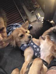 Lost Female Dog last seen Willow Springs Speedway Rosamond Blvd and 70th st West, Rosamond, CA 93560