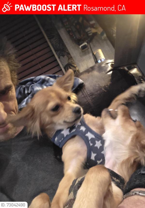 Lost Female Dog last seen Willow Springs Speedway Rosamond Blvd and 70th st West, Rosamond, CA 93560