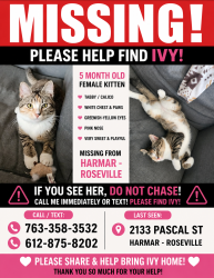 Lost Female Cat last seen Burke, Pascal, HARMAR MALL, Saint Paul, MN 55113