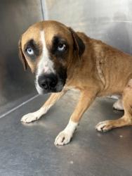 Shelter Stray Male Dog last seen Loving Ave, North District, TX, 355 Hillshire Dr, Haslet, TX 76052, USA