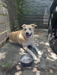 Reunited Unknown Dog last seen The plaza and hamorton pl, Charlotte, NC 28205