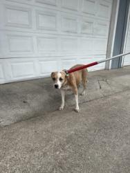 Shelter Stray Female Dog last seen Loving Ave, North District, TX, 355 Hillshire Dr, Haslet, TX 76052, USA