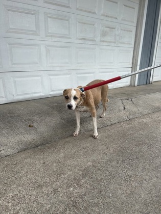 Shelter Stray Female Dog last seen Loving Ave, North District, TX, 355 Hillshire Dr, Haslet, TX 76052, USA
