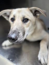 Shelter Stray Male Dog last seen Near W FELIX ST, South District, TX, 355 Hillshire Dr, Haslet, TX 76052, USA