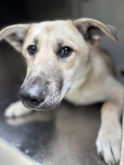 Shelter Stray Male Dog last seen Near W FELIX ST, South District, TX, 355 Hillshire Dr, Haslet, TX 76052, USA