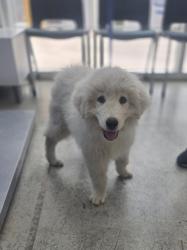 Shelter Stray Female Dog last seen Near Grover Ave, North District, TX, 355 Hillshire Dr, Haslet, TX 76052, USA