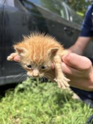 Shelter Stray Male Cat last seen Near N MAIN ST, North District, TX, 355 Hillshire Dr, Haslet, TX 76052, USA