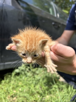 Shelter Stray Male Cat last seen Near N MAIN ST, North District, TX, 355 Hillshire Dr, Haslet, TX 76052, USA