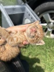 Shelter Stray Male Cat last seen Near N MAIN ST, North District, TX, 355 Hillshire Dr, Haslet, TX 76052, USA